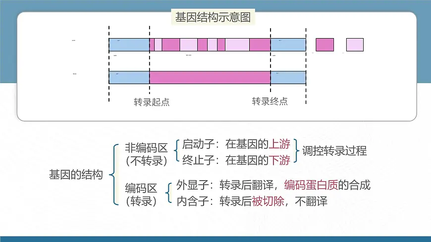 人教版2025高中生物选择性必修三3.2基因工程的基本操作程序（第一课时） 课件第8页