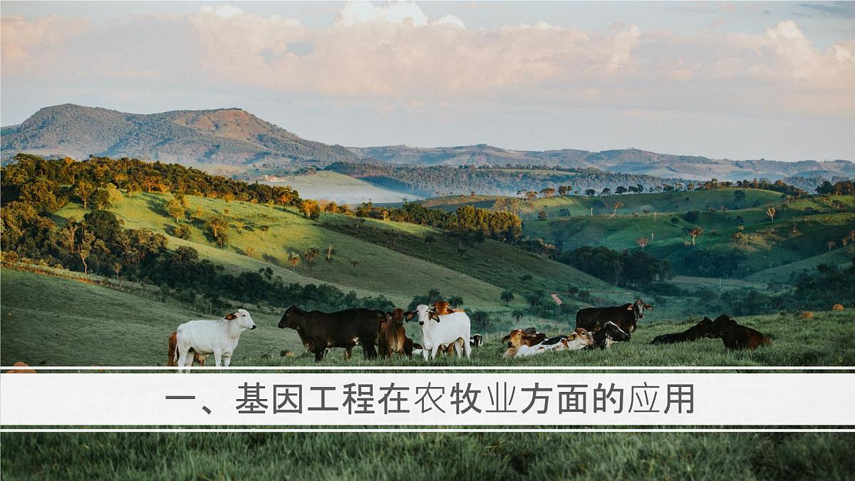 人教版2025高中生物选择性必修三3.3基因工程的应用 课件第6页