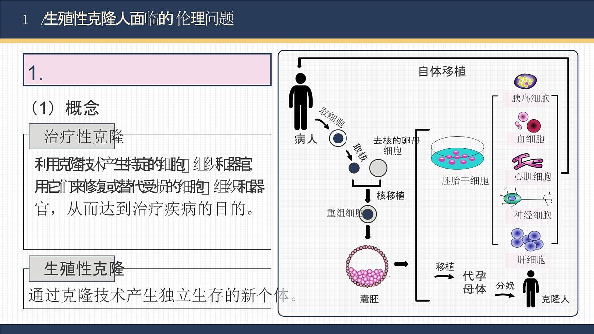 人教版2025高中生物选择性必修三4.2关注生殖性克隆人   课件第6页