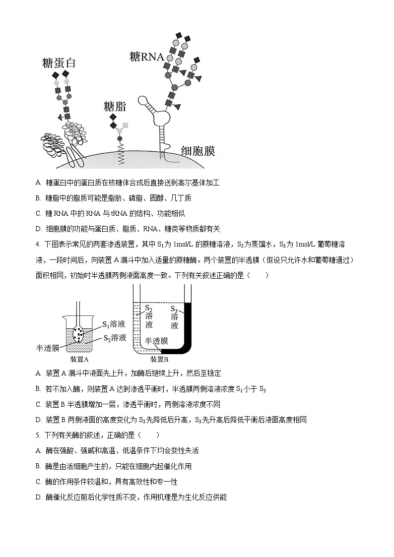 河北省石家庄市2024-2025学年高一上学期期末生物试卷  Word版无答案第2页