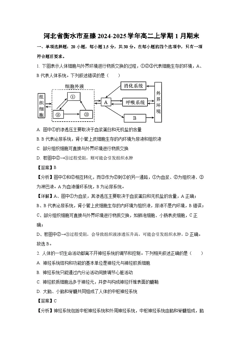 2024~2025学年河北省衡水市至臻高二上学期1月期末生物试卷（解析版）第1页