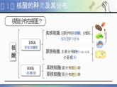 人教版2025高中生物必修一2.5核酸是遗传信息的携带者 课件
