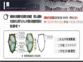 人教版2025高中生物必修一3.1细胞膜的结构和功能 课件