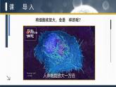 人教版2025高中生物必修一3.3 细胞核的结构和功能 课件