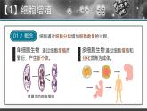 人教版2025高中生物必修一6.1细胞的增殖 课件