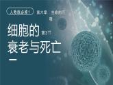 人教版2025高中生物必修一6.3细胞的衰老和死亡 课件