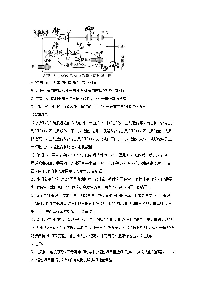 2024~2025学年山东省潍坊市高三上学期1月期末生物试卷（解析版）第2页