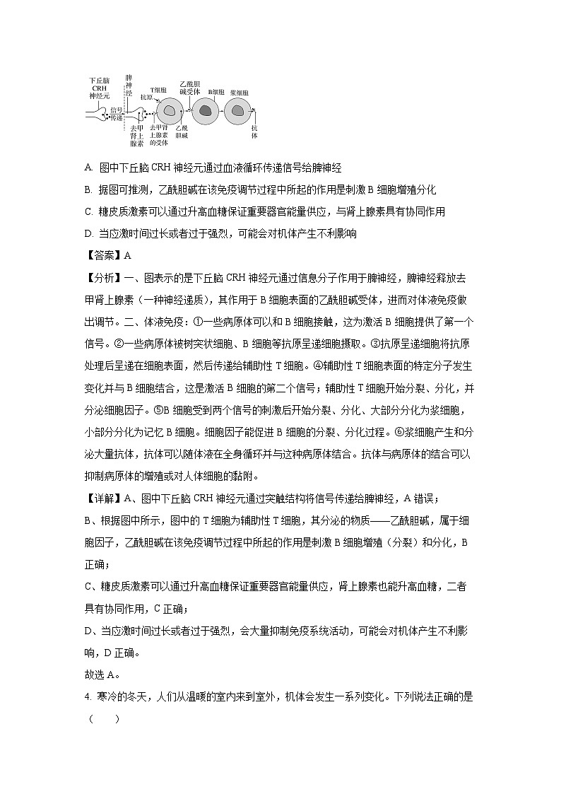 2024~2025学年山东省泰安市高二上学期1月期末生物试卷（解析版）第3页