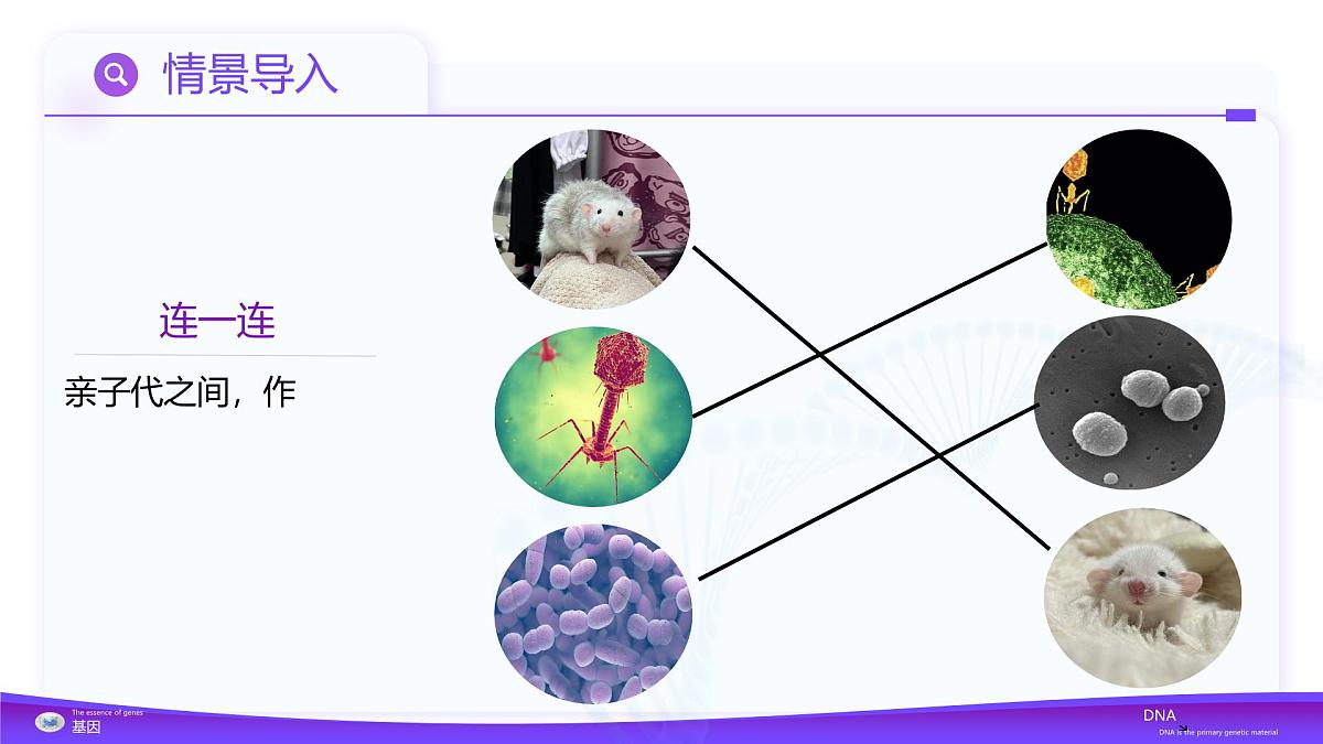 3.1  DNA是主要的遗传物质（教学课件）-2024-2025学年高一生物（人教版2019必修2）第3页