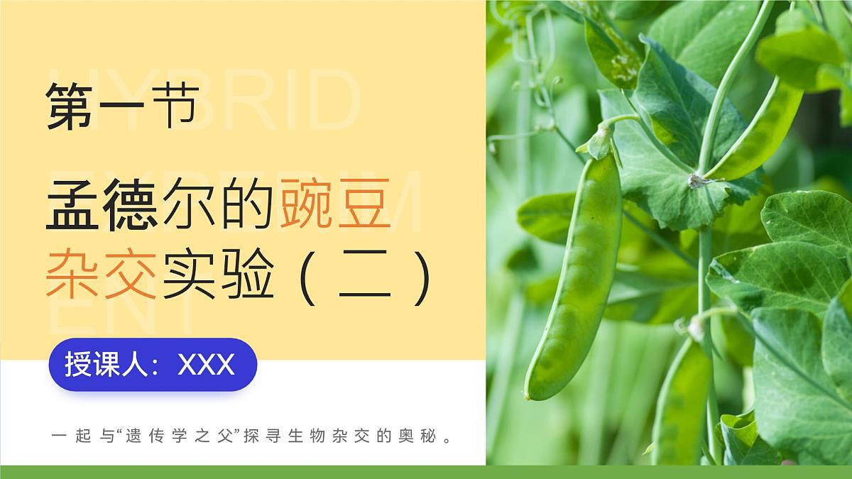 人教版2025高中生物必修二1.1.2孟德尔豌豆杂交（一） 课件第1页