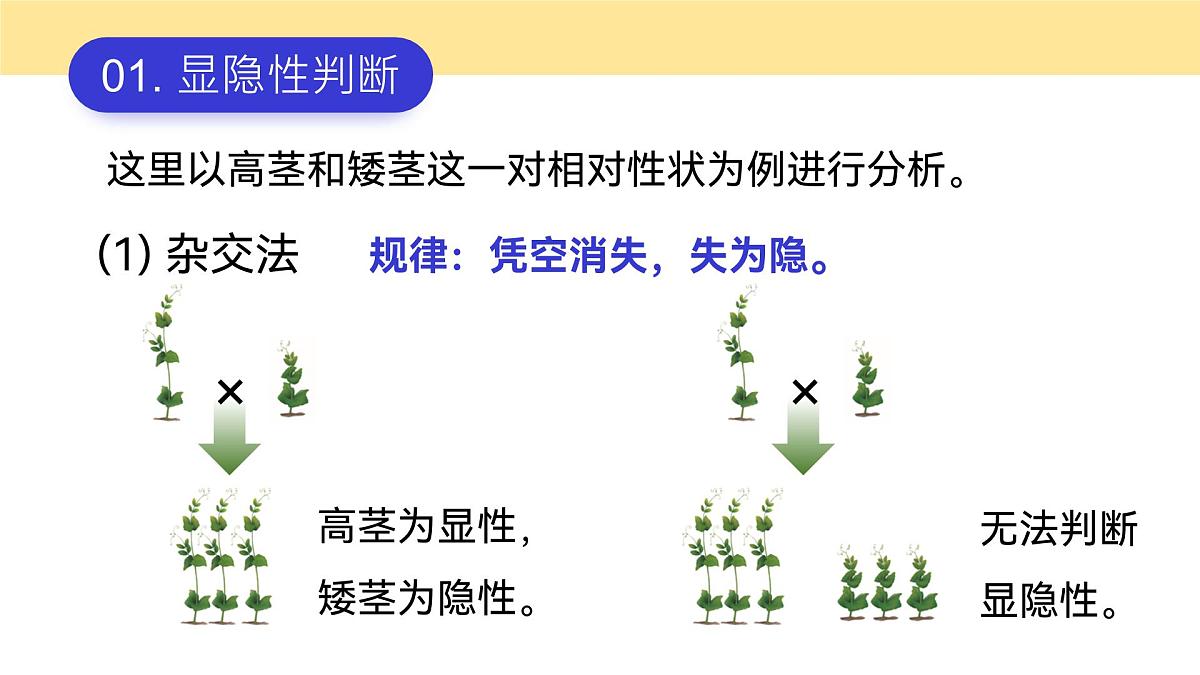 人教版2025高中生物必修二1.1.2孟德尔豌豆杂交（一） 课件第2页