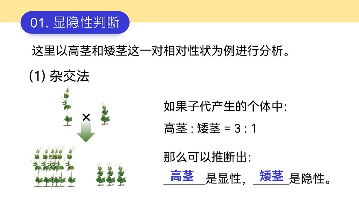 人教版2025高中生物必修二1.1.2孟德尔豌豆杂交（一） 课件第3页
