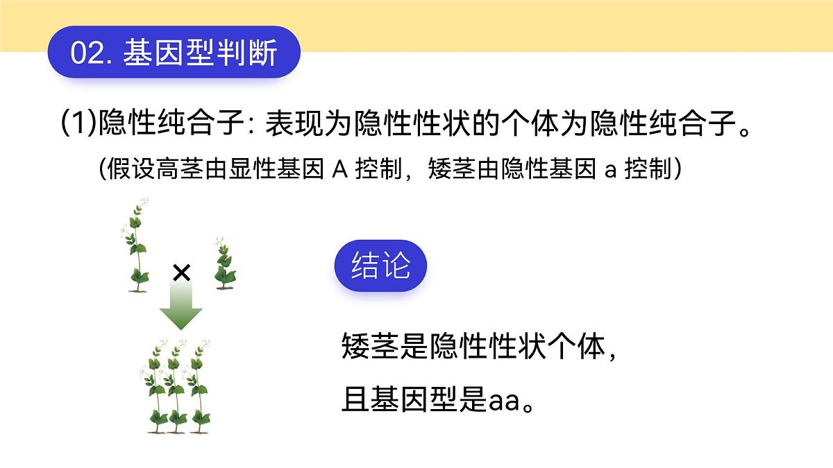 人教版2025高中生物必修二1.1.2孟德尔豌豆杂交（一） 课件第5页