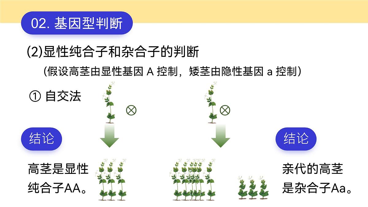 人教版2025高中生物必修二1.1.2孟德尔豌豆杂交（一） 课件第6页