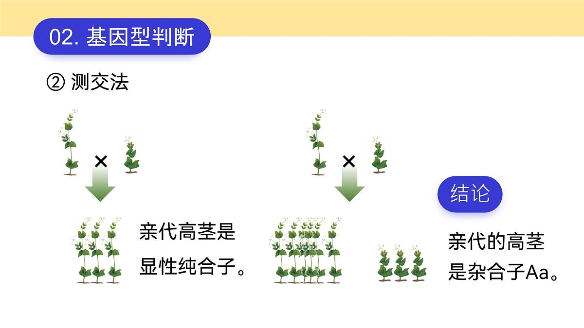 人教版2025高中生物必修二1.1.2孟德尔豌豆杂交（一） 课件第7页