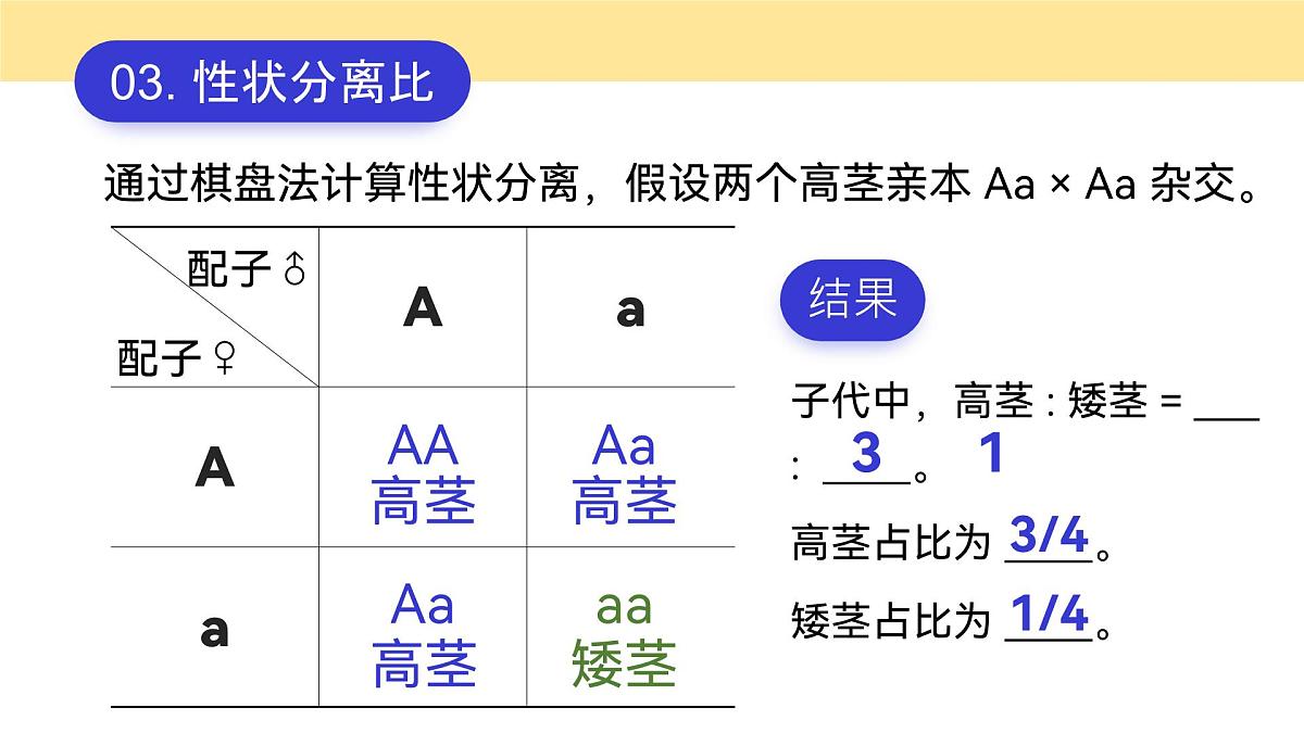 人教版2025高中生物必修二1.1.2孟德尔豌豆杂交（一） 课件第8页