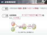 人教版2025高中生物选择性必修三2.2动物细胞工程(第二课时） 课件