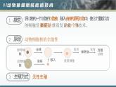 人教版2025高中生物选择性必修三2.2动物细胞工程(第三课时） 课件