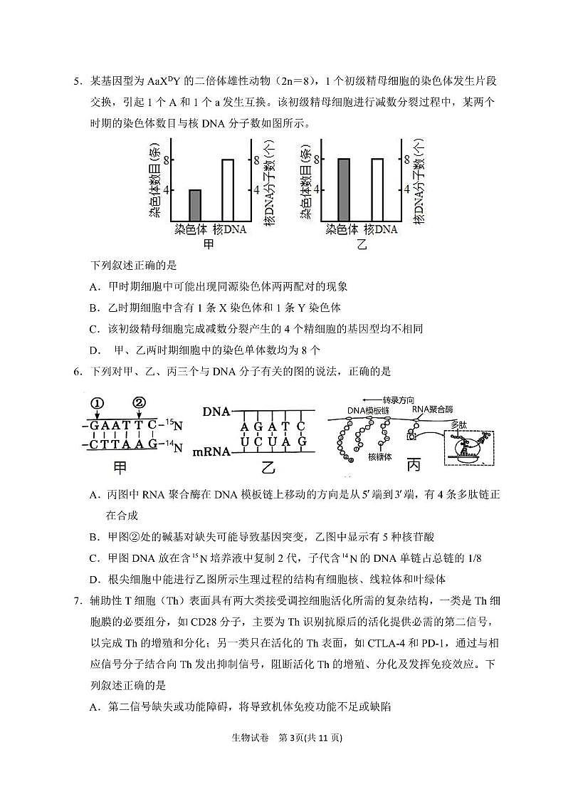 2025届宁夏银川市第一中学高三高考模拟第一次模拟-生物试题+答案第3页