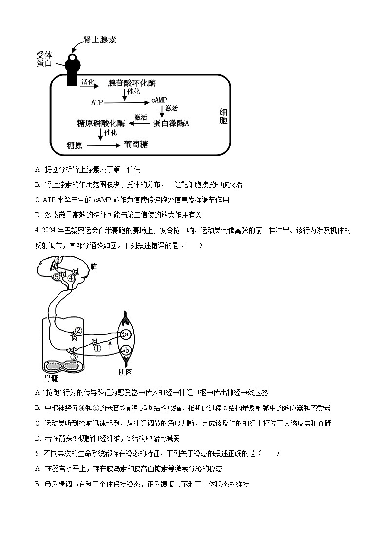 河南省信阳高级中学新校（贤岭校区）2024-2025学年高二下学期3月测试（一）生物试题（原卷版+解析版）第2页