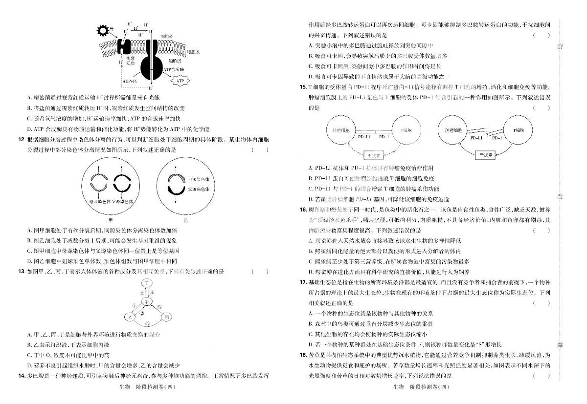 2025高考复习阶段检测卷-生物（四）+答案第2页