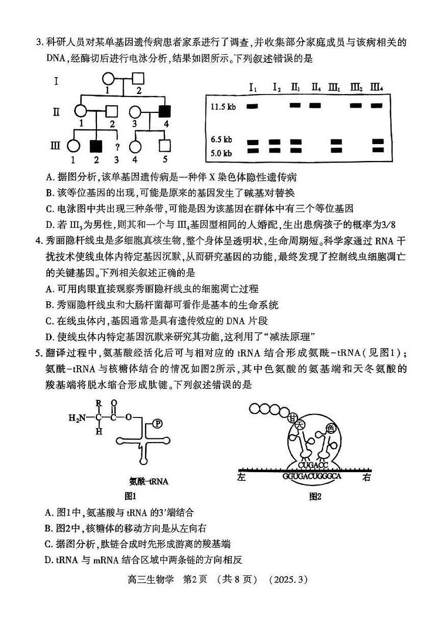 2025届河南省洛阳市、平顶山市、许昌市、济源市高三二测（二模） 生物试题及答案第2页