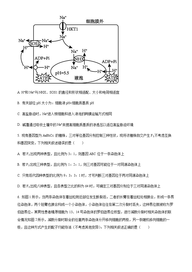 2025届黑龙江省齐齐哈尔市高三下学期一模生物学试题（含答案）第3页