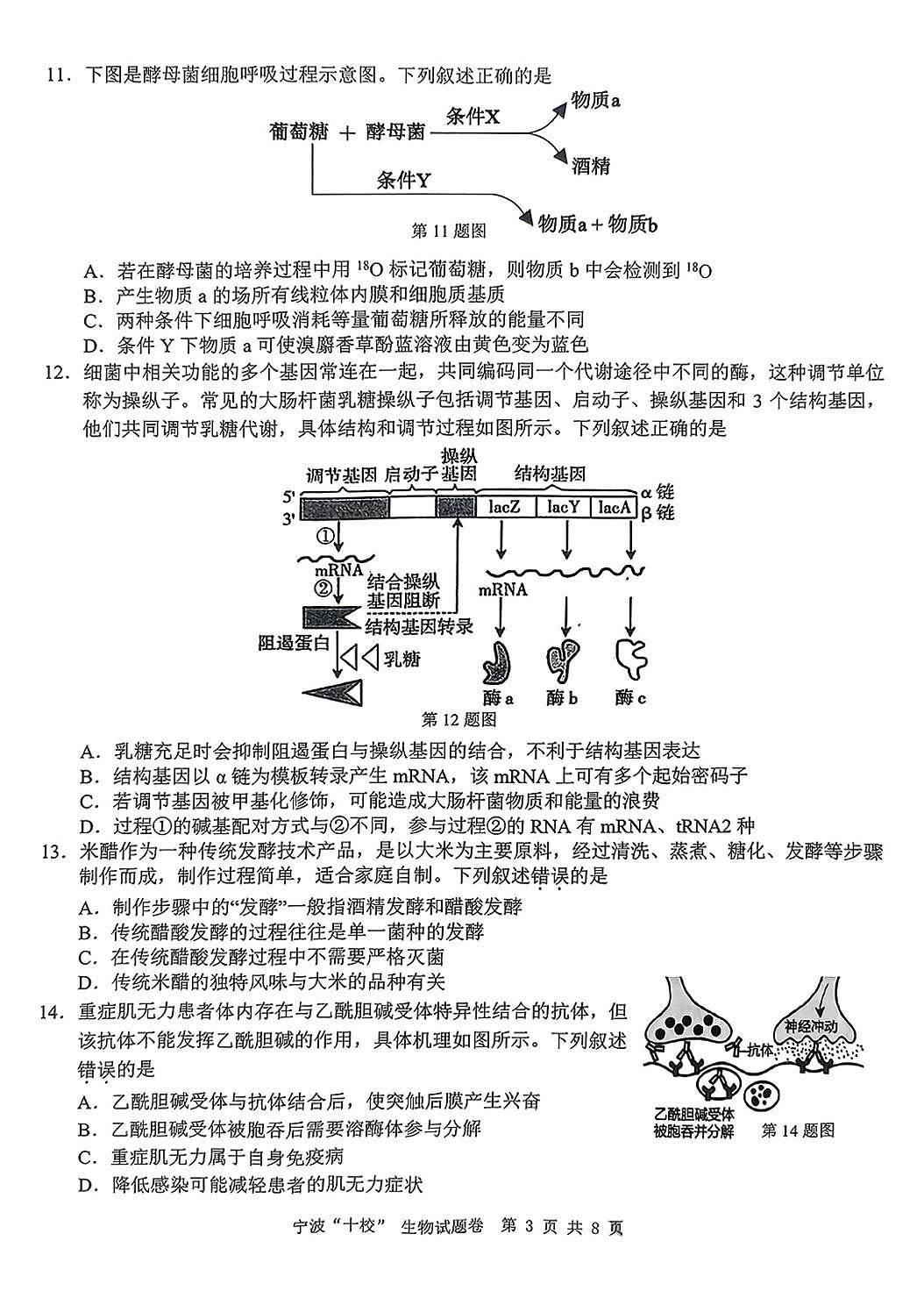浙江省宁波“十校”（镇海中学、慈溪中学、余姚中学等）2025届高三联考 生物试题及答案第3页