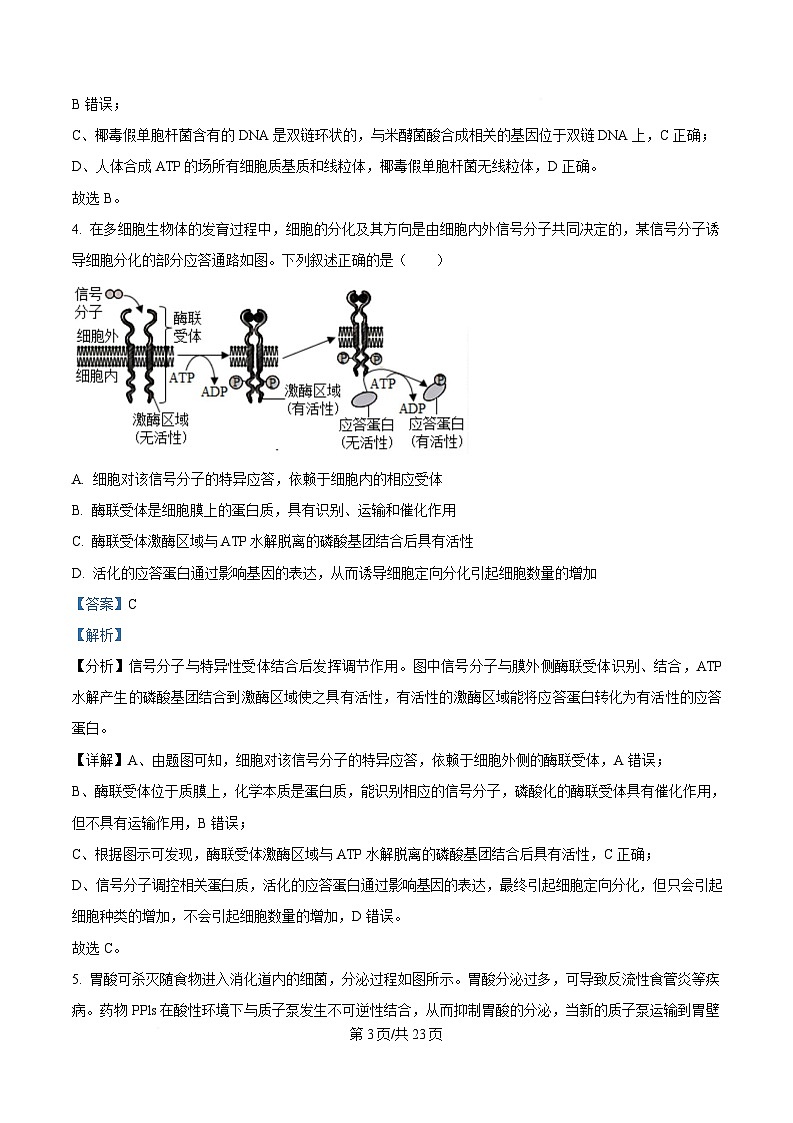 重庆市四川外国语大学附属外国语学校2024-2025学年高三上学期第8次考试生物试题 Word版含解析第3页