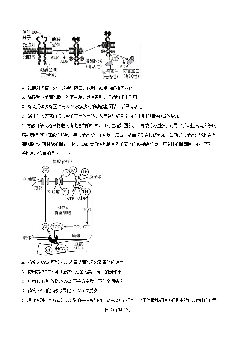 重庆市四川外国语大学附属外国语学校2024-2025学年高三上学期第8次考试生物试题（原卷版）第2页