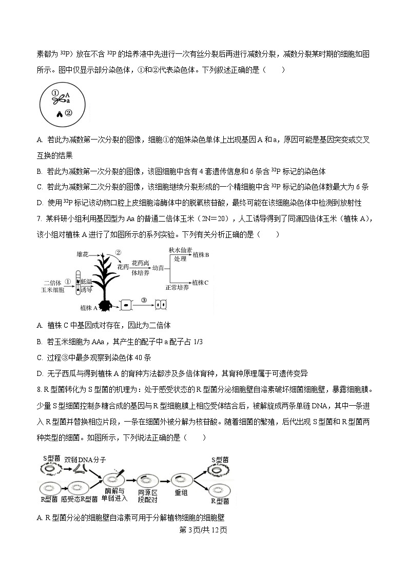 重庆市四川外国语大学附属外国语学校2024-2025学年高三上学期第8次考试生物试题（原卷版）第3页