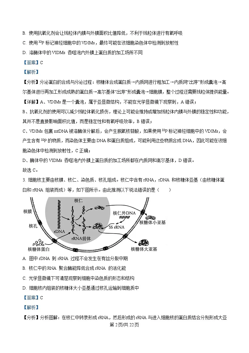 重庆市四川外国语大学附属外国语学校2024-2025学年高三上学期第4次考试生物试题 Word版含解析第2页