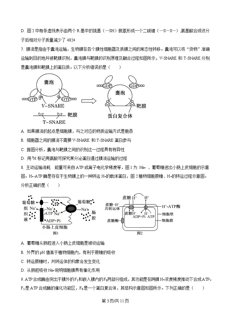 重庆市第十一中学教育集团2024-2025学年高三上学期第二次质量检测生物试题（原卷版）第3页