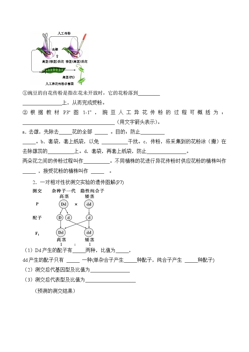 第1章 遗传因子的发现（填空版）第2页