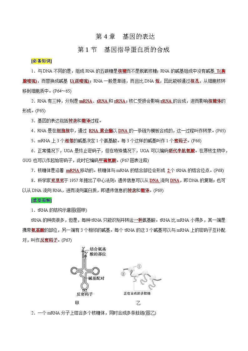 第4章 基因的表达（背诵版）第1页