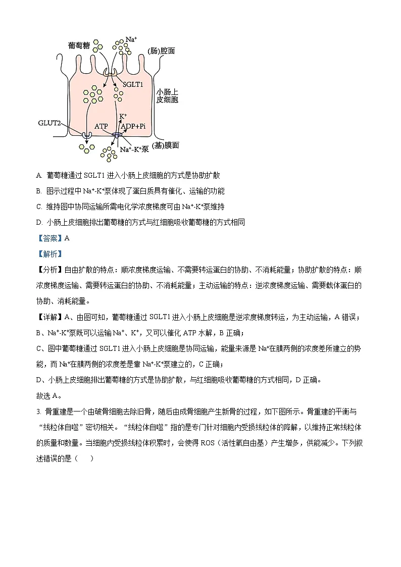 2025届安徽省”江南十校“高三下学期联考生物试题 Word版含解析第2页