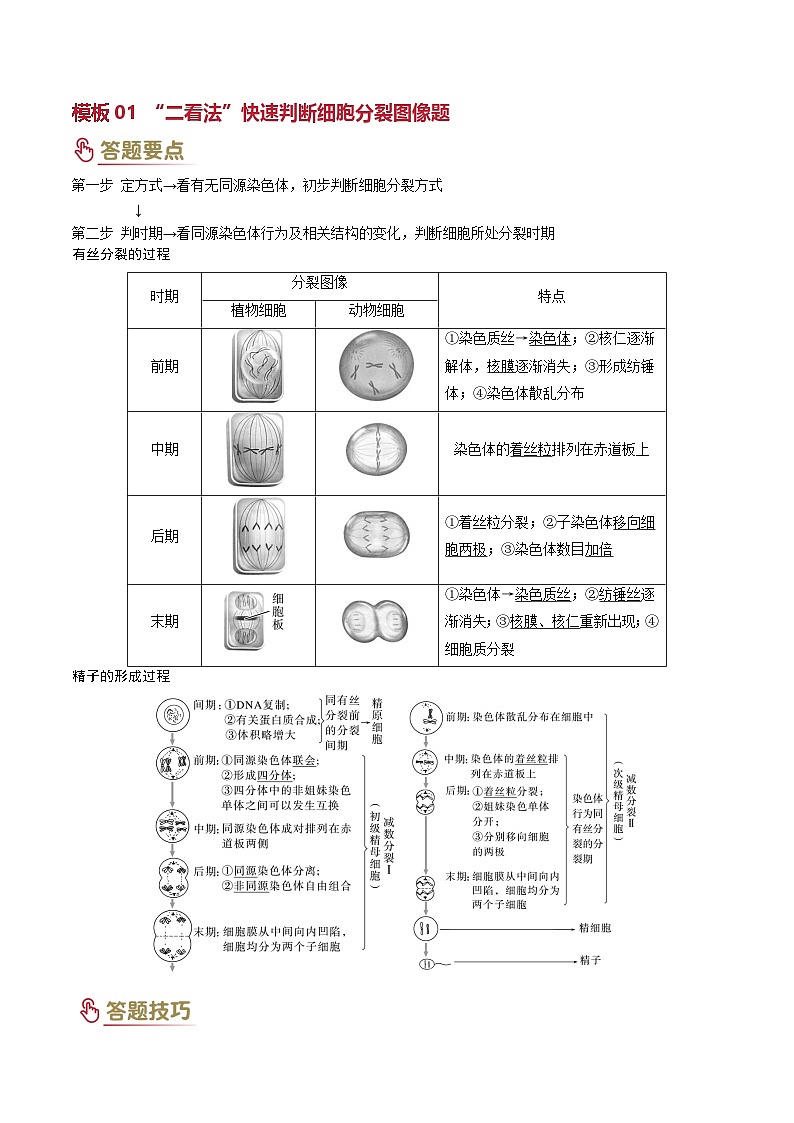 2025年高考生物答题技巧与模板构建 专题03 细胞分裂（原卷版）第2页