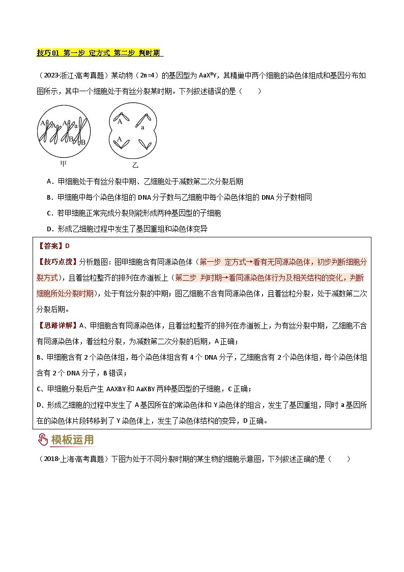 2025年高考生物答题技巧与模板构建 专题03 细胞分裂（原卷版）第3页