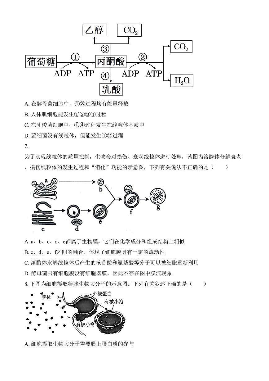 广西壮族自治区河池市2024-2025学年高一上学期1月期末生物试题（含答案）第3页