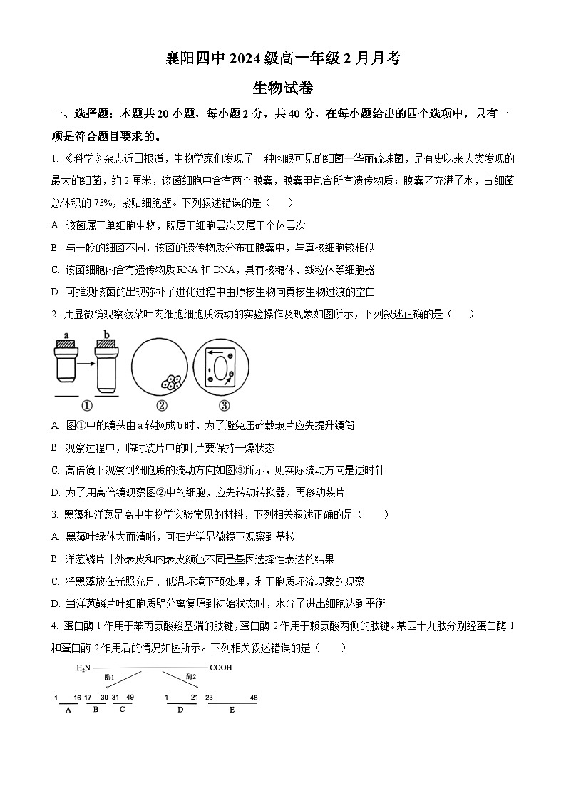 湖北省襄阳市第四中学2024—2025学年高一下学期2月考试生物学试题（含答案）第1页