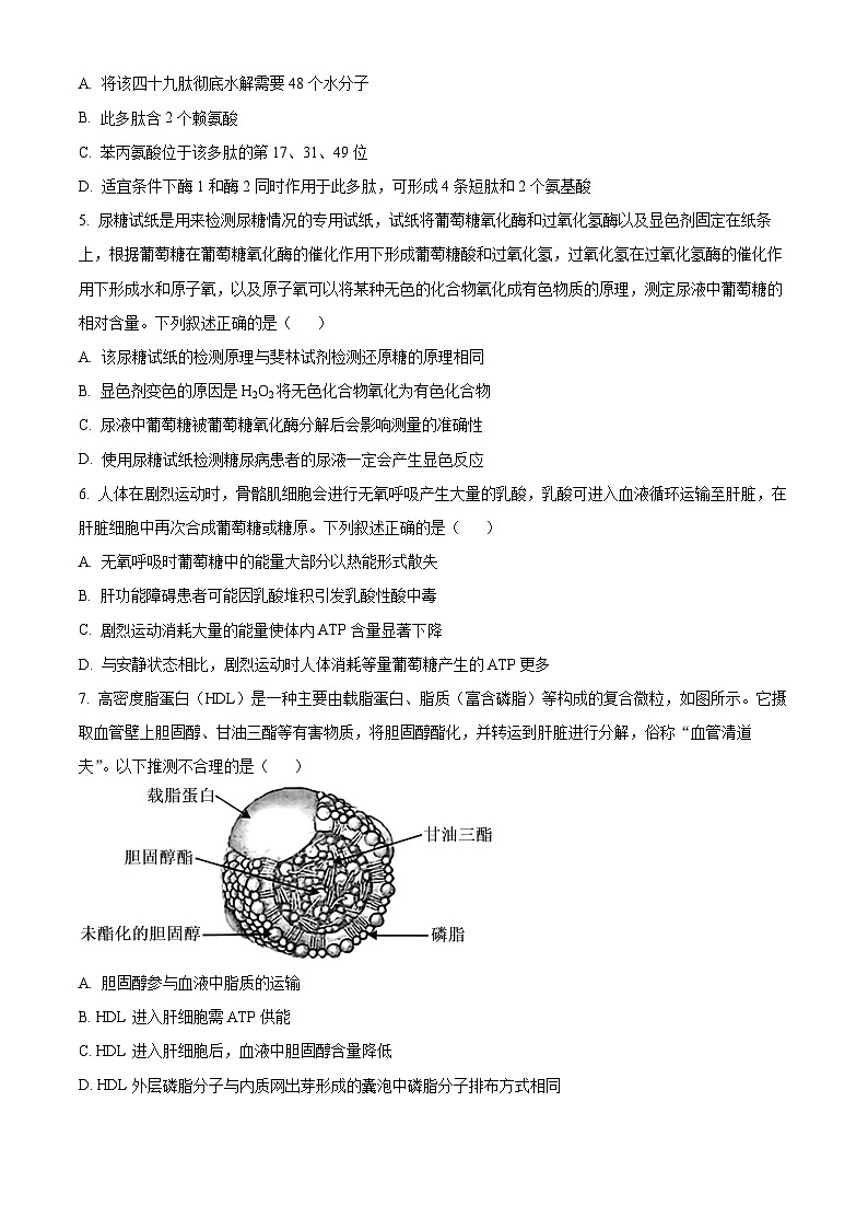 湖北省襄阳市第四中学2024—2025学年高一下学期2月考试生物学试题（含答案）第2页