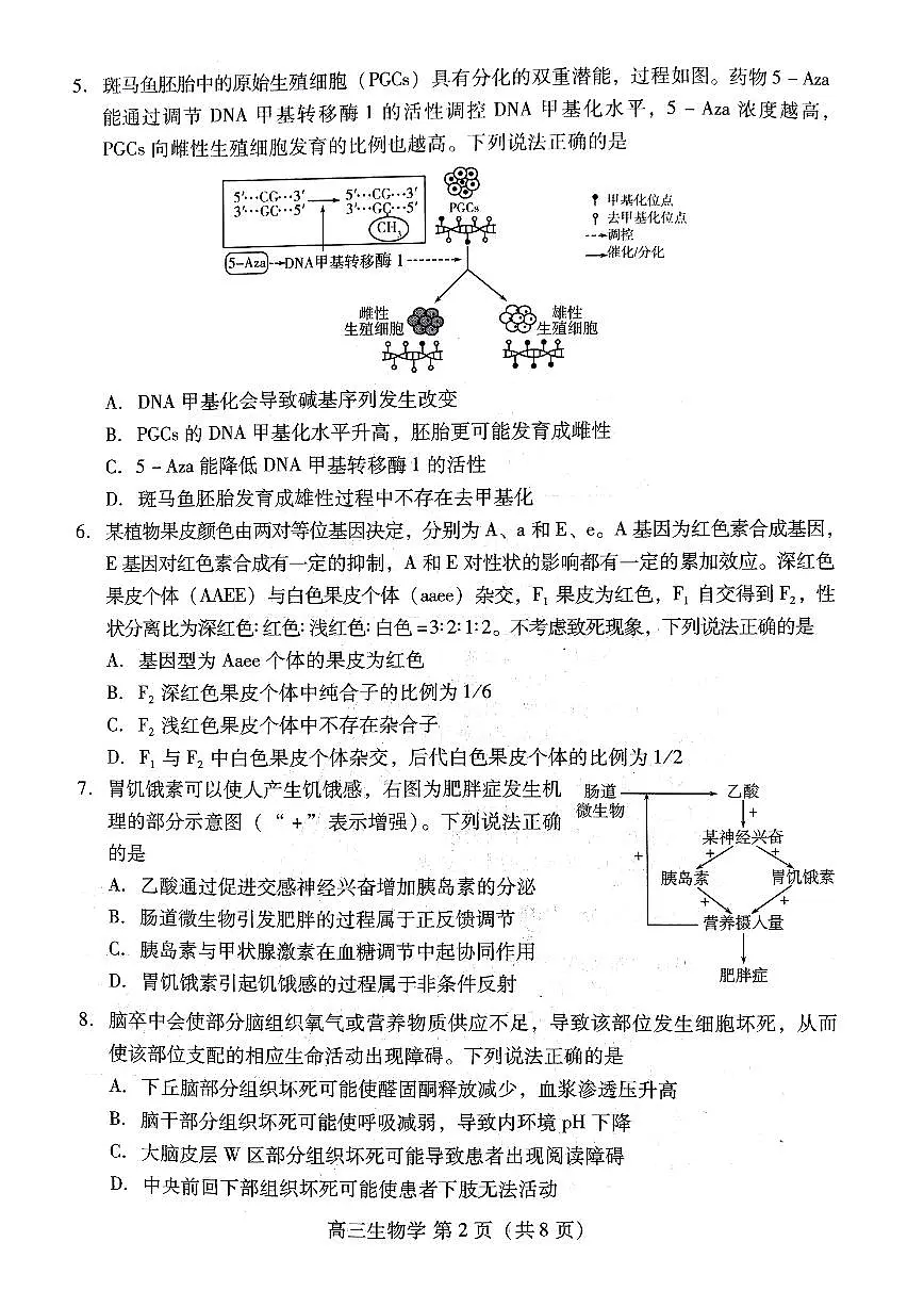 2025届山东省潍坊市高三一模考试 生物试题及答案第2页