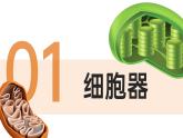 人教版2025高中生物必修一3.2细胞器之间的分工合作 课件