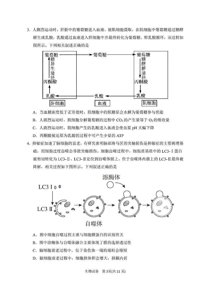 生物丨宁夏银川市第一中学2025届高三下学期3月第一次模拟考试生物试卷及答案第2页