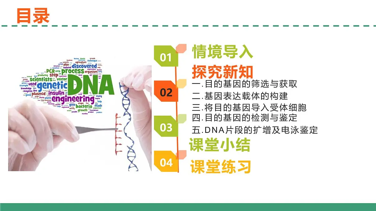 3.2 基因工程的基本操作程序（教学课件）-2024-2025学年高二生物（人教版2019选择性必修3）第3页