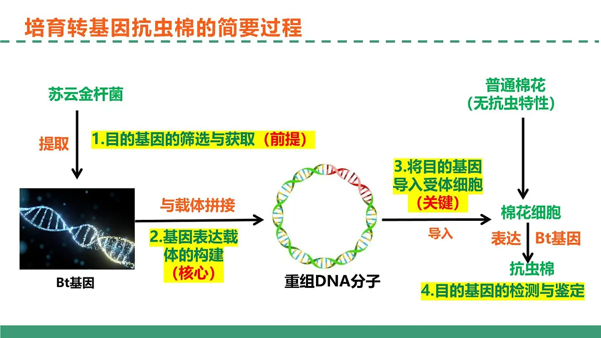 3.2 基因工程的基本操作程序（教学课件）-2024-2025学年高二生物（人教版2019选择性必修3）第4页