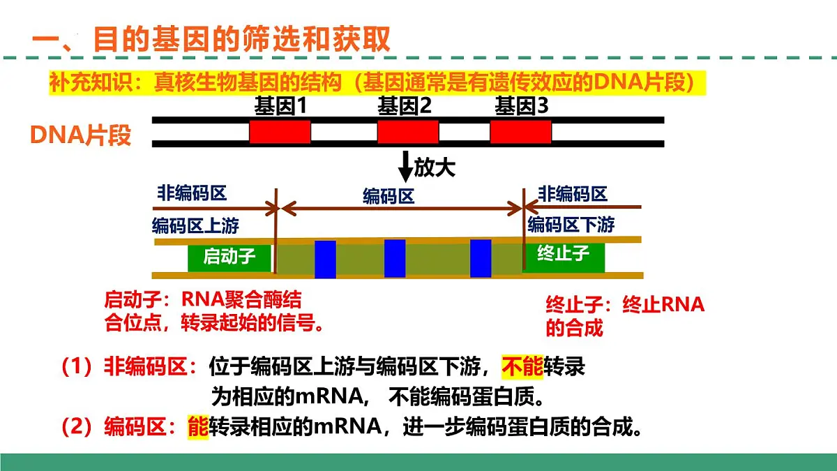 3.2 基因工程的基本操作程序（教学课件）-2024-2025学年高二生物（人教版2019选择性必修3）第6页