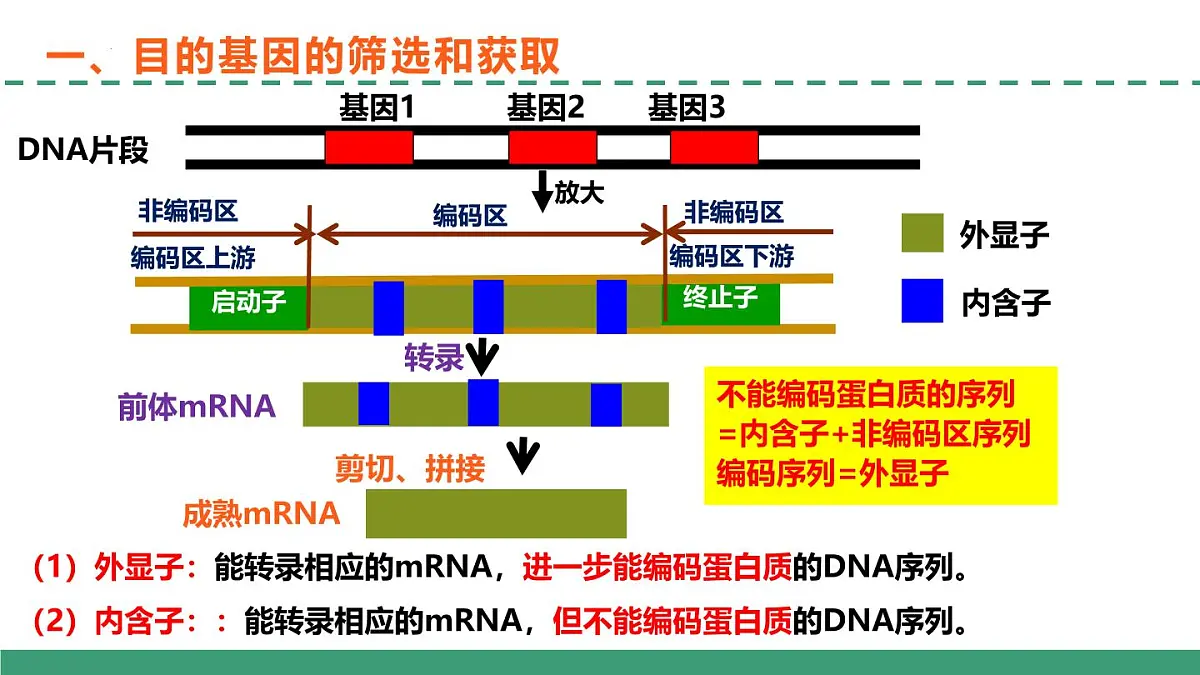 3.2 基因工程的基本操作程序（教学课件）-2024-2025学年高二生物（人教版2019选择性必修3）第7页