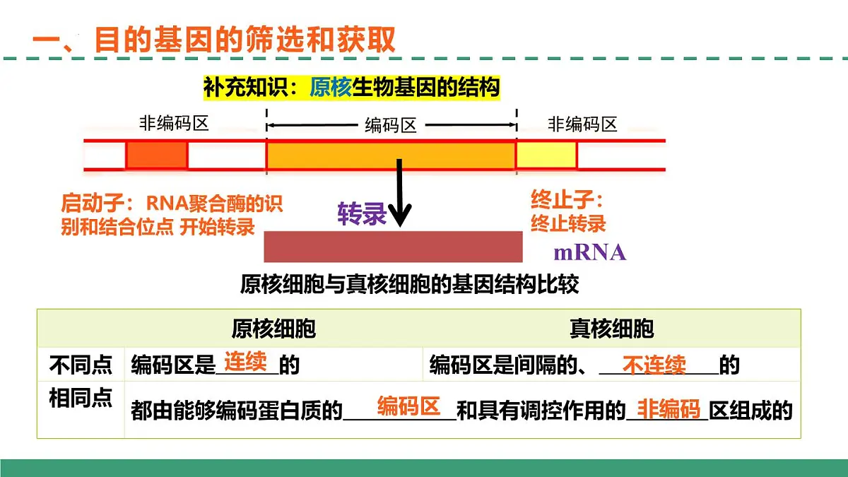 3.2 基因工程的基本操作程序（教学课件）-2024-2025学年高二生物（人教版2019选择性必修3）第8页