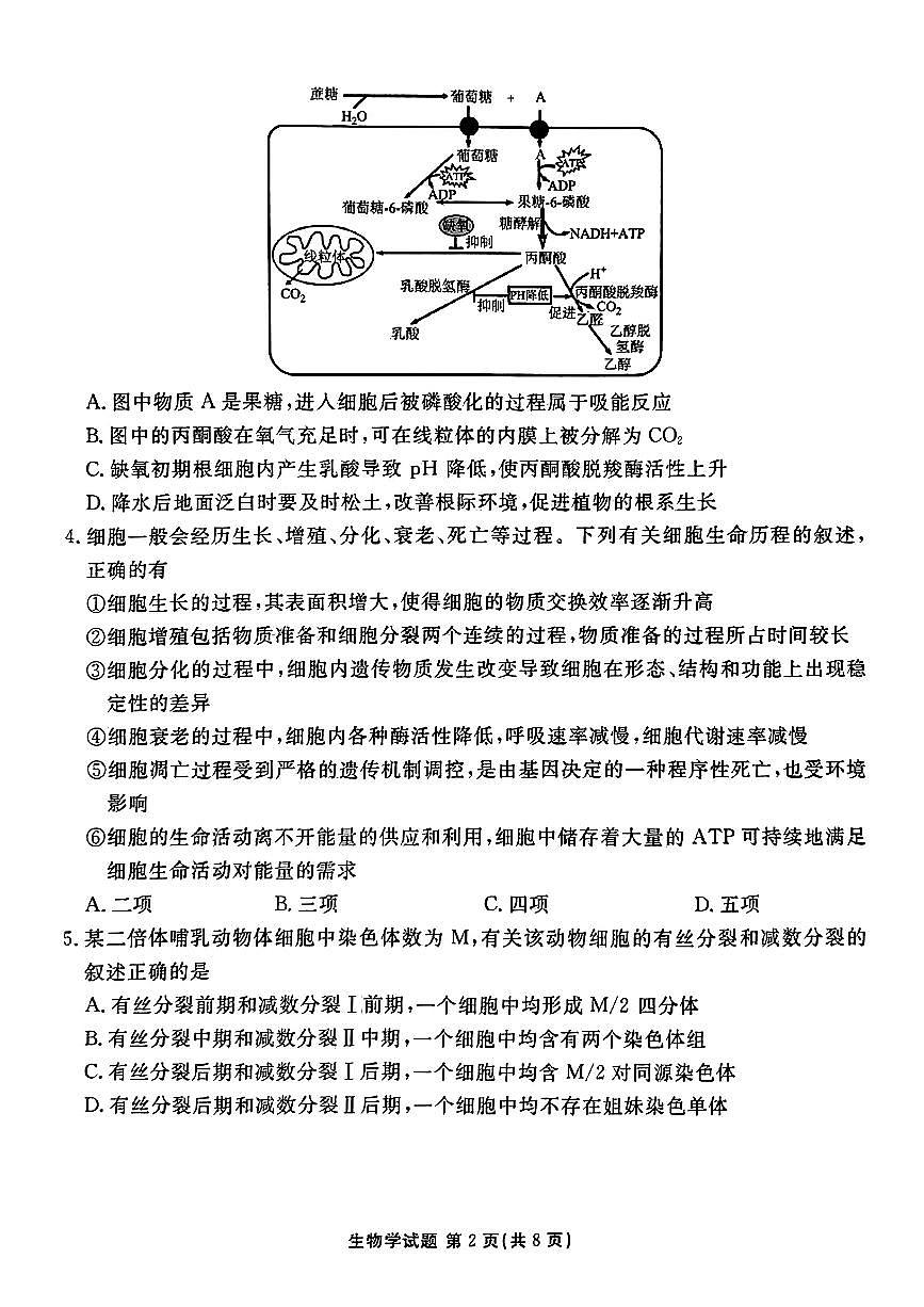 2024届安徽省合肥168中学高三最后一卷-生物（含答案）第2页
